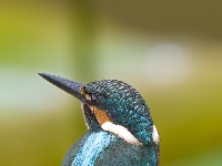 “飞羽瞬间”梅州鸟类生态摄影暨AI视觉创意大赛优秀作品展（第一期）