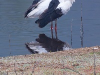 “飞羽瞬间”梅州鸟类生态摄影暨AI视觉创意大赛优秀作品展（第一期）