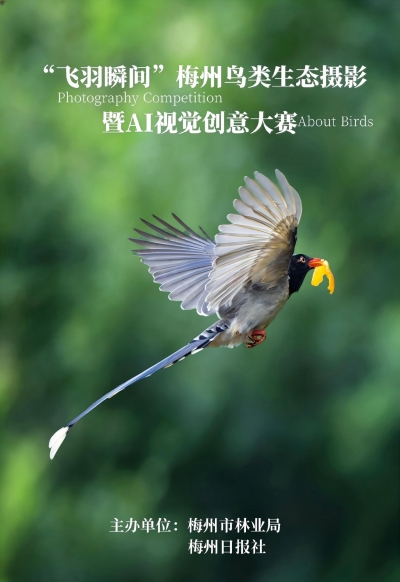 【官方邀你记录“蓝天精灵”】梅州市林业局启动鸟类生态摄影暨AI创意大赛