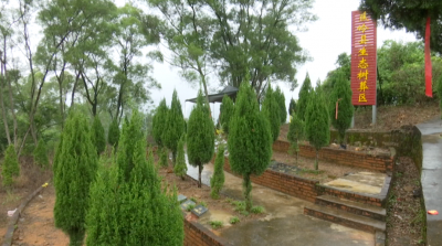 蕉岭县：绿色殡葬回归自然 生态树葬引领新风