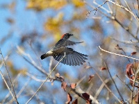 “飞羽瞬间”梅州鸟类生态摄影暨AI视觉创意大赛优秀作品展（第二期）