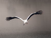 “飞羽瞬间”梅州鸟类生态摄影暨AI视觉创意大赛优秀作品展（第一期）