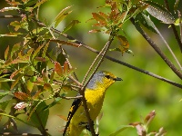 “飞羽瞬间”梅州鸟类生态摄影暨AI视觉创意大赛优秀作品展（第一期）