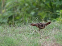 “飞羽瞬间”梅州鸟类生态摄影暨AI视觉创意大赛优秀作品展（第二期）