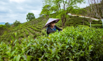 一叶飘香促振兴！蕉岭黄坑春茶采收正当时