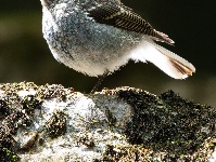 “飞羽瞬间”梅州鸟类生态摄影暨AI视觉创意大赛优秀作品展（第一期）