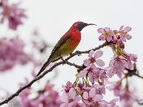 “飞羽瞬间”梅州鸟类生态摄影暨AI视觉创意大赛优秀作品展（第三期）