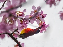 “飞羽瞬间”梅州鸟类生态摄影暨AI视觉创意大赛优秀作品展（第三期）