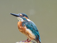 “飞羽瞬间”梅州鸟类生态摄影暨AI视觉创意大赛优秀作品展（第一期）