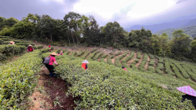 春染茶垄新芽俏，茶香四溢产业兴！梅州各地茶园迎来春茶采摘高峰