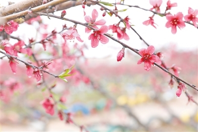 寿乡蕉岭·桂花