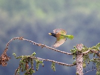 “飞羽瞬间”梅州鸟类生态摄影暨AI视觉创意大赛优秀作品展（第二期）