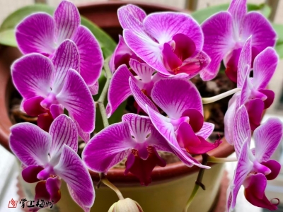 林日泉 |（客家山歌）乡村振兴山歌扬