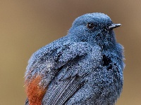 “飞羽瞬间”梅州鸟类生态摄影暨AI视觉创意大赛优秀作品展（第一期）