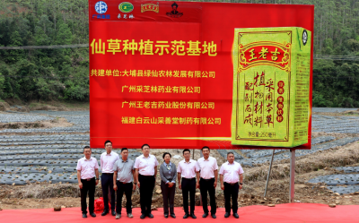 广东大埔县仙草种植示范基地揭牌
