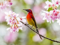 “飞羽瞬间”梅州鸟类生态摄影暨AI视觉创意大赛优秀作品展（第三期）