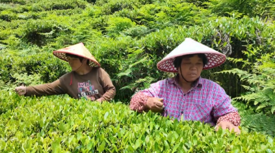 梅南镇：采茶旺季 茶香满溢促振兴