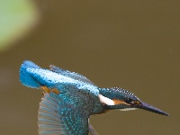 “飞羽瞬间”梅州鸟类生态摄影暨AI视觉创意大赛优秀作品展（第一期）