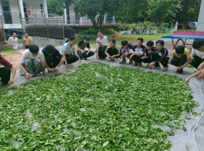 茶香润童心！科技特派员进大埔校园开展制茶研学活动