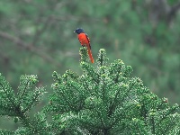 “飞羽瞬间”梅州鸟类生态摄影暨AI视觉创意大赛优秀作品展（第一期）