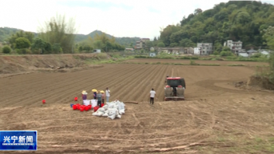 兴宁木薯种植项目加速推进：3500亩撂荒地已复耕，未来将达50000亩