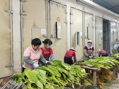 金叶飘香！平远万余亩烤烟开启“智控丰收季”