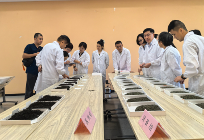 助推梅县绿茶产业高质量发展！梅县绿茶新品发布会暨产业高质量发展论坛系列活动举行  