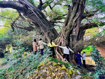 古榕见证乡愁！梅县区石坑镇澄江村将建古榕树公园  