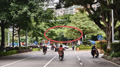 梅城这个红绿灯“隐身”树丛！市民直呼“犯迷糊”...