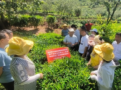 精准送技到茶园！大埔县持续深化高素质农民培育后续跟踪服务
