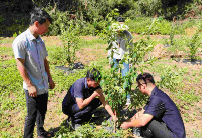 驻兴宁市罗岗镇帮镇扶村工作队：电商赋能强技能，农技下乡助增收