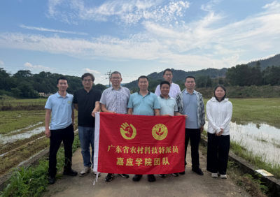 科技特派团跨镇联动护粮安！“旱优78”扎根兴宁市黄槐镇复耕地