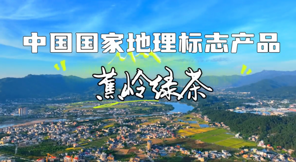 梅州V视丨中国国家地理标志产品：蕉岭绿茶