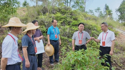 聚焦生态提质 护航绿美梅县！梅县区开展森林质量精准提升工作情况专题视察