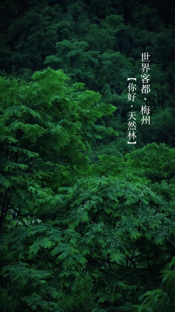 梅州V视丨守护森林之美 共享绿美梅州！第二届“你好·天然林"森林直播节来啦~