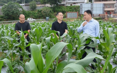 黄立强到兴宁市石马镇调研督导“百千万工程”工作：聚焦特色产业发展 助推乡村全面振兴
