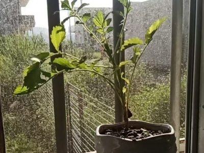 【渐冻人钟展峰专栏】仙鹤草