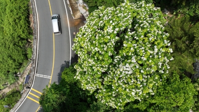 寿乡蕉岭·桂花