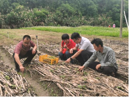 梅县白渡镇驻镇帮镇扶村工作队团队：引种广藿香，荒地变“药田”助农增收