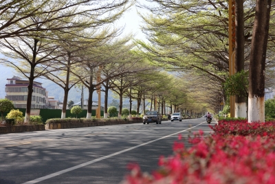 寿乡蕉岭·桂花 