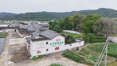 小灵芝撑起好光景！蕉岭县三圳镇河西村做强特色产业助力乡村振兴