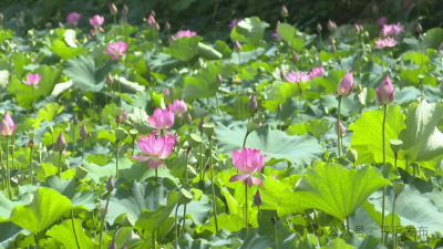 为“荷”而来 花开半夏 泗水梅畲荷花迎来盛花期