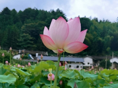 渐冻人钟展峰专栏 | 客都夏韵
