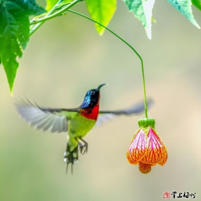 李远芳 | 马年话客家绕口令