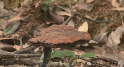 四代匠心守非遗！平远灵芝闯出新康养赛道
