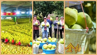 新华社报道丨广东梅州：革命老区金柚飘香展新颜