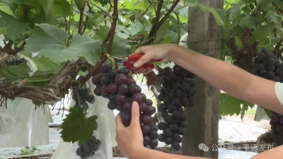 葡萄飘香人“萄”醉  “甜蜜经济”促增收！平远县石正镇南台葡萄园浪漫开园迎客