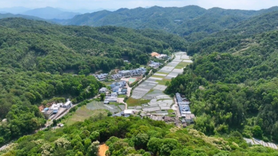 灵芝“安家”山野！平远县八社村种下乡村振兴“致富伞”