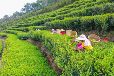 一片小绿叶 铺就共富路！兴宁市径南镇借力龙头茶企深耕特色产业赋能“百千万工程” 