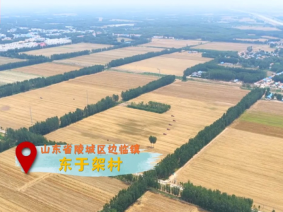 时政现场说丨共绘“三夏”好“丰”景 下好振兴“一盘棋”